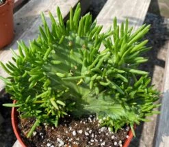 Mature Cactus Plant Eve's Needle Crest. Crested Form With Undulating Green Fans. Green And Yellow "soft" Needles. -Cheap Plantly Store il fullxfull.3378829760 pzwq