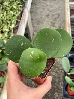 Hoya Obovata Splash Variegated, Speckled With Freckles, Sweetheart Heart-leaf Hoya -Cheap Plantly Store il fullxfull.3388237390 6iox