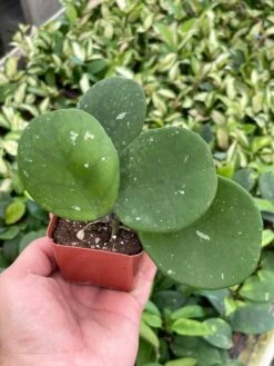 Hoya Obovata Splash Variegated, Speckled With Freckles, Sweetheart Heart-leaf Hoya -Cheap Plantly Store il fullxfull.3388237404 rnd2