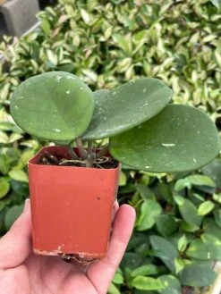 Hoya Obovata Splash Variegated, Speckled With Freckles, Sweetheart Heart-leaf Hoya -Cheap Plantly Store il fullxfull.3388237484 1s8r
