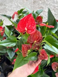 Anthurium Red, Flamingo Lily, Andraeanum Linden Ex André Painter's Palette In 4 Inch Pot, Very Full Healthy -Cheap Plantly Store il fullxfull.3388288526 3oo1