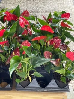 Anthurium Red, Flamingo Lily, Andraeanum Linden Ex André Painter's Palette In 4 Inch Pot, Very Full Healthy -Cheap Plantly Store il fullxfull.3388288610 lw7c