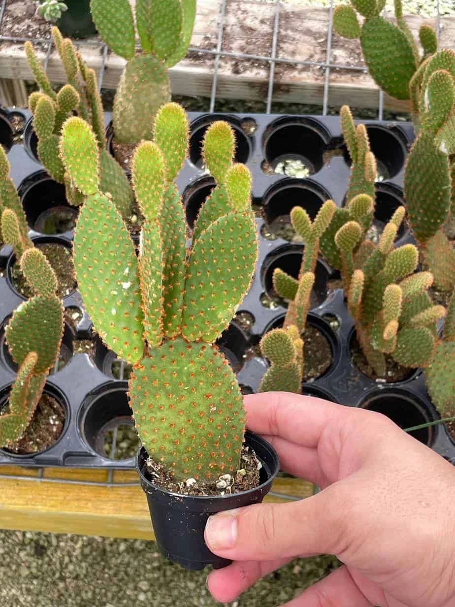 Bunny-ears Prickly-pear Copper Red, Opuntia Microdasys, Large Bunny Ears Prickly Pear With Copper Fuzz And Red Areoles In 2 Inch Pot, 6 Bunny-ears Prickly-pear Copper Red, Opuntia Microdasys, Large Bunny Ears Prickly Pear With Copper Fuzz And Red Areoles In 2 Inch Pot, - Image 4