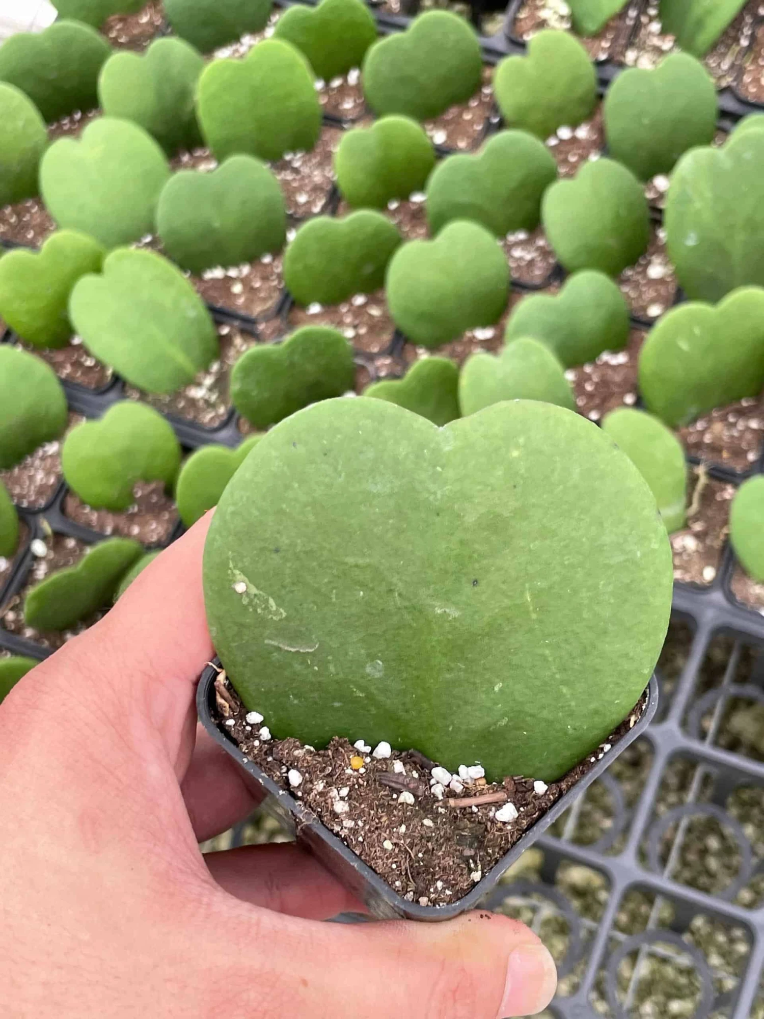 Green Hoya Kerrii Heart / Original Sweetheart Plant / Mothers Day Plant / Hoya Plant / Heart Shaped Succulent / Heart Hoya / Live Plant Rare 4 Green Hoya Kerrii Heart / Original Sweetheart Plant / Mothers Day Plant / Hoya Plant / Heart Shaped Succulent / Heart Hoya / Live Plant Rare - Image 2