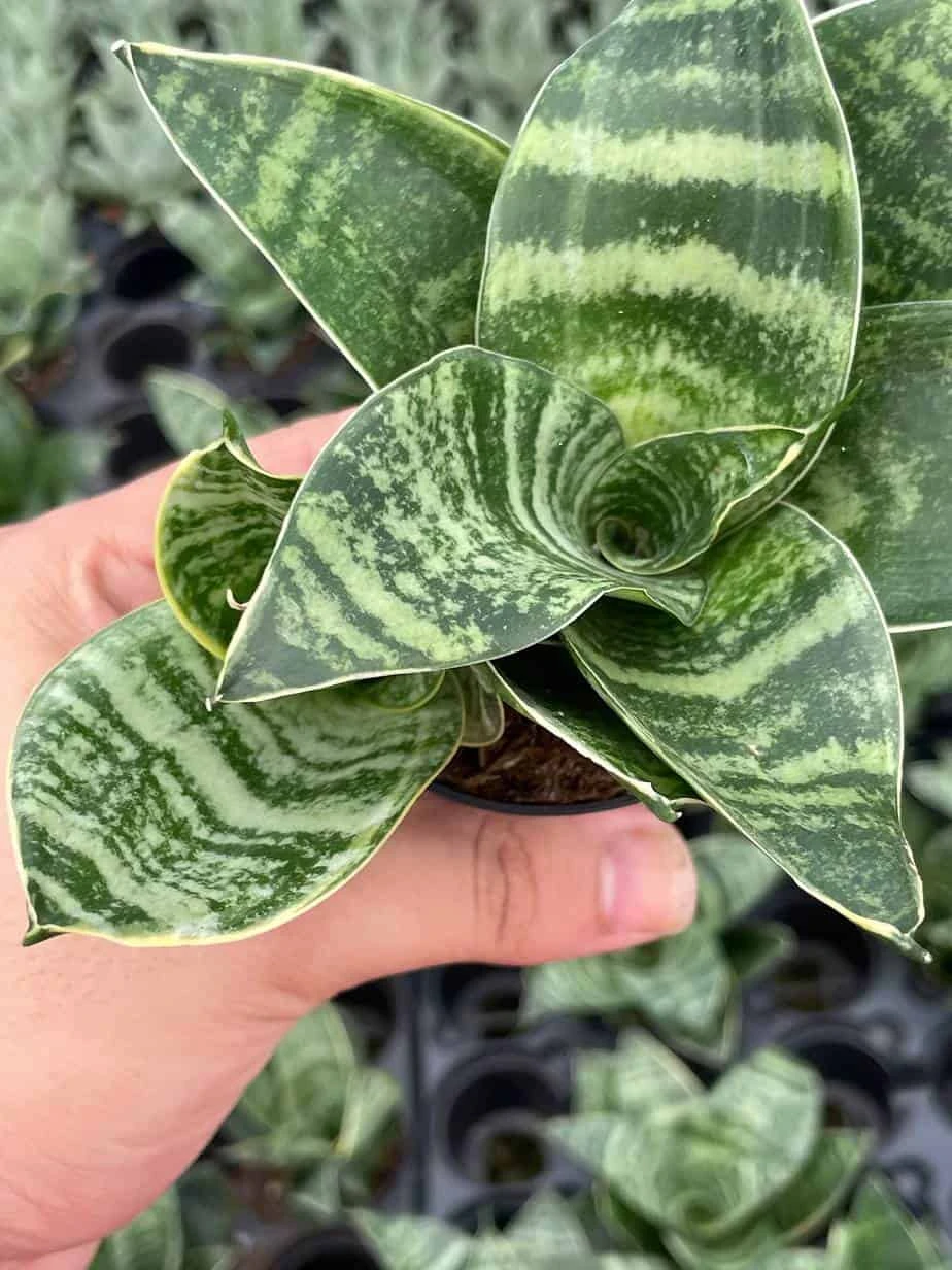 Bird's Nest Snake Plant, Green Striped Variegated Snakeplant, Sansevieria Trifasciata Prain, Black Robusta, Rosette Shaped Well Rooted 6 Bird's Nest Snake Plant, Green Striped Variegated Snakeplant, Sansevieria Trifasciata Prain, Black Robusta, Rosette Shaped Well Rooted - Image 4