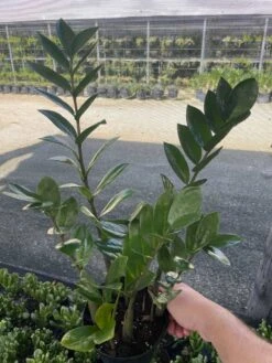 ZZ Plant, Zamioculcas Zamiifolia | Aroid Palm | Eternity Plant 9 ZZ Plant, Zamioculcas Zamiifolia | Aroid Palm | Eternity Plant -Cheap Plantly Store il fullxfull.3399434163 eego