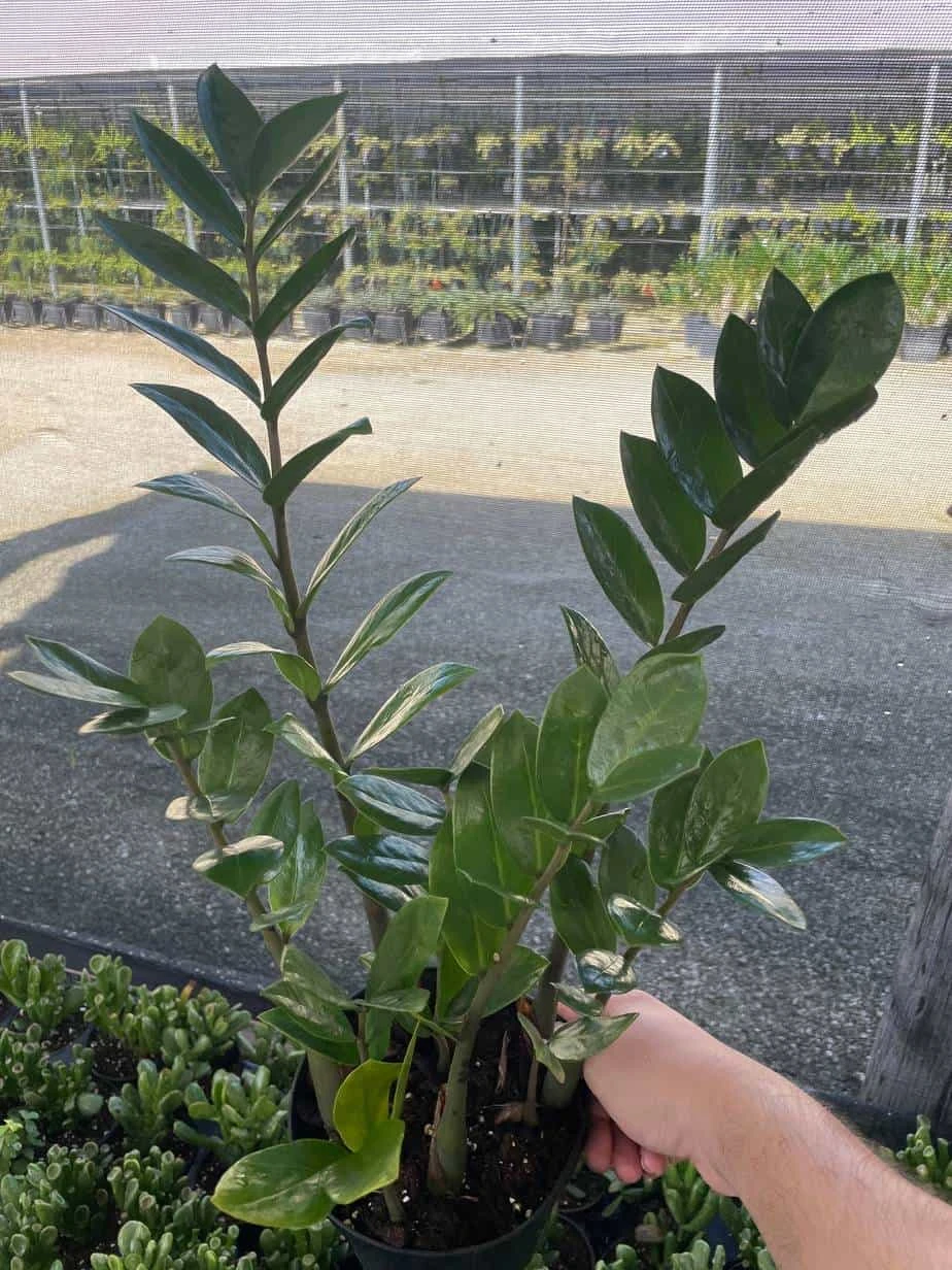 ZZ Plant, Zamioculcas Zamiifolia | Aroid Palm | Eternity Plant 5 ZZ Plant, Zamioculcas Zamiifolia | Aroid Palm | Eternity Plant - Image 3