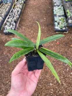 Hoya Minibelle Carnosa Honey Plant, Freckles, Silver Splash Speckled Variegated Krinkle Wax Honeyplant, Extremely Rare Limited Supply Potted -Cheap Plantly Store il fullxfull.3399463507 id4v