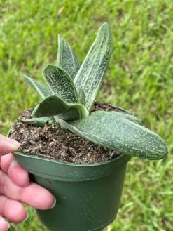 Gasteria Batesiana, Very Big, Cow Tongue, G.D.Rowley Xanthorrhoeaceae Little Warty In A 4 Inch Pot -Cheap Plantly Store il fullxfull.3399677092 cghl
