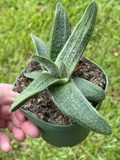 Gasteria Batesiana, Very Big, Cow Tongue, G.D.Rowley Xanthorrhoeaceae Little Warty In A 4 Inch Pot -Cheap Plantly Store il fullxfull.3399677096 rui7