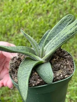 Gasteria Batesiana, Very Big, Cow Tongue, G.D.Rowley Xanthorrhoeaceae Little Warty In A 4 Inch Pot -Cheap Plantly Store il fullxfull.3399677100 8jy3