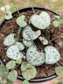 String Of Hearts, Ceropegia Woodii, Very Filled In A 4 Inch Pot -Cheap Plantly Store il fullxfull.3399785862 gw9y