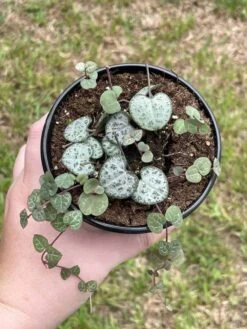 String Of Hearts, Ceropegia Woodii, Very Filled In A 4 Inch Pot -Cheap Plantly Store il fullxfull.3399787062 mqm3