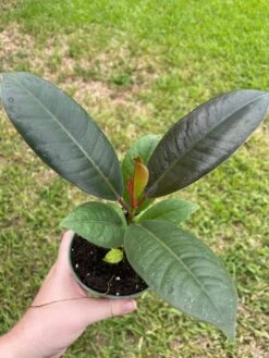 Ficus Elastica, Rubberplant, India Rubber Plant, India Rubber Tree, India Rubber Fig,in A 4 Inch Pot, Very Filled Healthy -Cheap Plantly Store il fullxfull.3399831946 bsw2