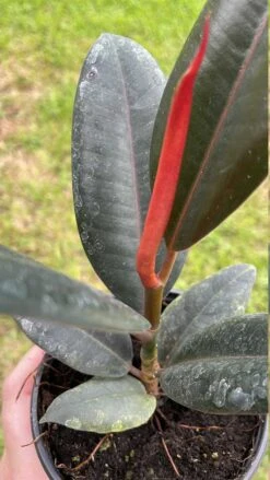 Ficus Elastica, Rubberplant, India Rubber Plant, India Rubber Tree, India Rubber Fig,in A 4 Inch Pot, Very Filled Healthy -Cheap Plantly Store il fullxfull.3399912540 13p3