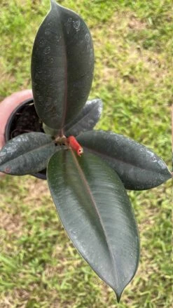Ficus Elastica, Rubberplant, India Rubber Plant, India Rubber Tree, India Rubber Fig,in A 4 Inch Pot, Very Filled Healthy -Cheap Plantly Store il fullxfull.3399912544 710k