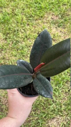 Ficus Elastica, Rubberplant, India Rubber Plant, India Rubber Tree, India Rubber Fig,in A 4 Inch Pot, Very Filled Healthy -Cheap Plantly Store il fullxfull.3399912558 m858
