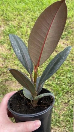 Ficus Elastica, Rubberplant, India Rubber Plant, India Rubber Tree, India Rubber Fig,in A 4 Inch Pot, Very Filled Healthy -Cheap Plantly Store il fullxfull.3399912568 mom6