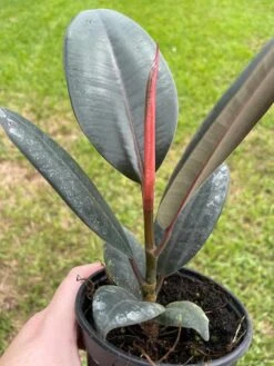 Ficus Elastica, Rubberplant, India Rubber Plant, India Rubber Tree, India Rubber Fig,in A 4 Inch Pot, Very Filled Healthy -Cheap Plantly Store il fullxfull.3399912704 4m86