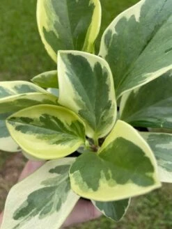 Variegated Peperomia Obtusifolia, Marble Rubber Spoonleaf Plant, Magnoliifolia Rubberplant, Very Filled In A 4 Inch Pot, Very Filled -Cheap Plantly Store il fullxfull.3399932314 oewr