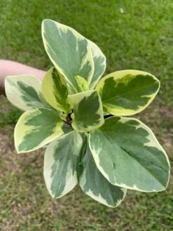 Variegated Peperomia Obtusifolia, Marble Rubber Spoonleaf Plant, Magnoliifolia Rubberplant, Very Filled In A 4 Inch Pot, Very Filled -Cheap Plantly Store il fullxfull.3399932316 1qgv