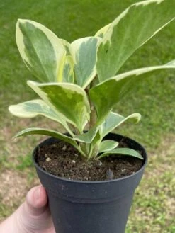 Variegated Peperomia Obtusifolia, Marble Rubber Spoonleaf Plant, Magnoliifolia Rubberplant, Very Filled In A 4 Inch Pot, Very Filled -Cheap Plantly Store il fullxfull.3399932358 cvq5