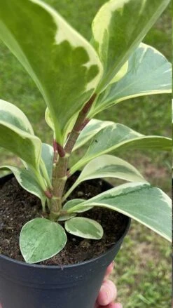 Variegated Peperomia Obtusifolia, Marble Rubber Spoonleaf Plant, Magnoliifolia Rubberplant, Very Filled In A 4 Inch Pot, Very Filled -Cheap Plantly Store il fullxfull.3399932364 36cx