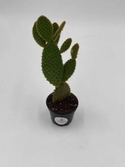 Bunny-ears Prickly-pear Copper Red, Opuntia Microdasys, Large Bunny Ears Prickly Pear With Copper Fuzz And Red Areoles In 2 Inch Pot, 17 Bunny-ears Prickly-pear Copper Red, Opuntia Microdasys, Large Bunny Ears Prickly Pear With Copper Fuzz And Red Areoles In 2 Inch Pot, -Cheap Plantly Store il fullxfull.3402060253 2x89