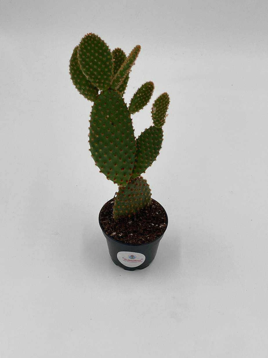 Bunny-ears Prickly-pear Copper Red, Opuntia Microdasys, Large Bunny Ears Prickly Pear With Copper Fuzz And Red Areoles In 2 Inch Pot, 9 Bunny-ears Prickly-pear Copper Red, Opuntia Microdasys, Large Bunny Ears Prickly Pear With Copper Fuzz And Red Areoles In 2 Inch Pot, - Image 7