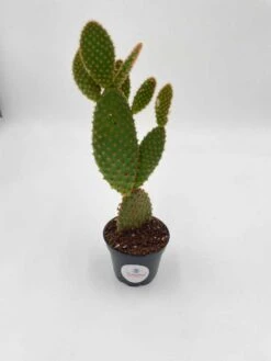 Bunny-ears Prickly-pear Copper Red, Opuntia Microdasys, Large Bunny Ears Prickly Pear With Copper Fuzz And Red Areoles In 2 Inch Pot, 15 Bunny-ears Prickly-pear Copper Red, Opuntia Microdasys, Large Bunny Ears Prickly Pear With Copper Fuzz And Red Areoles In 2 Inch Pot, -Cheap Plantly Store il fullxfull.3402060259 cga0