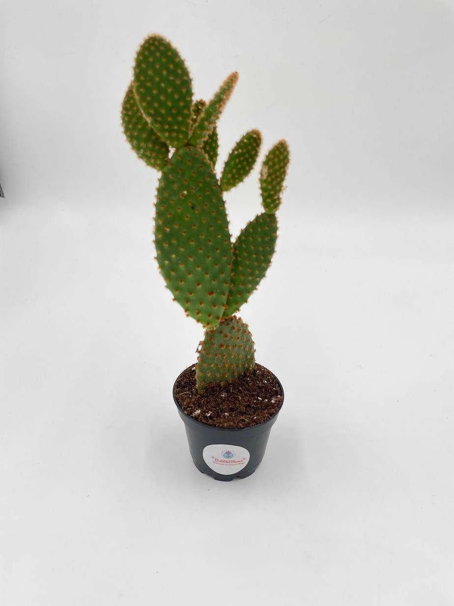 Bunny-ears Prickly-pear Copper Red, Opuntia Microdasys, Large Bunny Ears Prickly Pear With Copper Fuzz And Red Areoles In 2 Inch Pot, 7 Bunny-ears Prickly-pear Copper Red, Opuntia Microdasys, Large Bunny Ears Prickly Pear With Copper Fuzz And Red Areoles In 2 Inch Pot, - Image 5