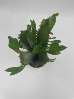 Original African Milk Tree, Euphorbia Trigona Green, Non-Variegated, Giant Big Thick Multi Branches, In A 4 Inch Pot, Well Rooted Beautiful -Cheap Plantly Store il fullxfull.3402068541 laji