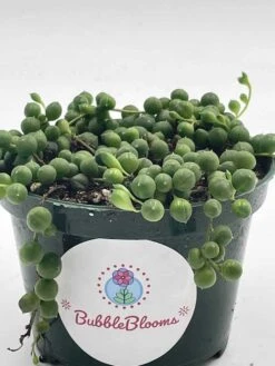 String Of Pearls, Senecio Rowleyanus, String Of Peas, String Of Beads, Necklace Succulent, Well Rooted Very Filled Healthy, String-of-pearls 12 String Of Pearls, Senecio Rowleyanus, String Of Peas, String Of Beads, Necklace Succulent, Well Rooted Very Filled Healthy, String-of-pearls -Cheap Plantly Store il fullxfull.3402074271 j97z