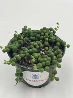 String Of Pearls, Senecio Rowleyanus, String Of Peas, String Of Beads, Necklace Succulent, Well Rooted Very Filled Healthy, String-of-pearls 19 String Of Pearls, Senecio Rowleyanus, String Of Peas, String Of Beads, Necklace Succulent, Well Rooted Very Filled Healthy, String-of-pearls -Cheap Plantly Store il fullxfull.3402074273 6jb7