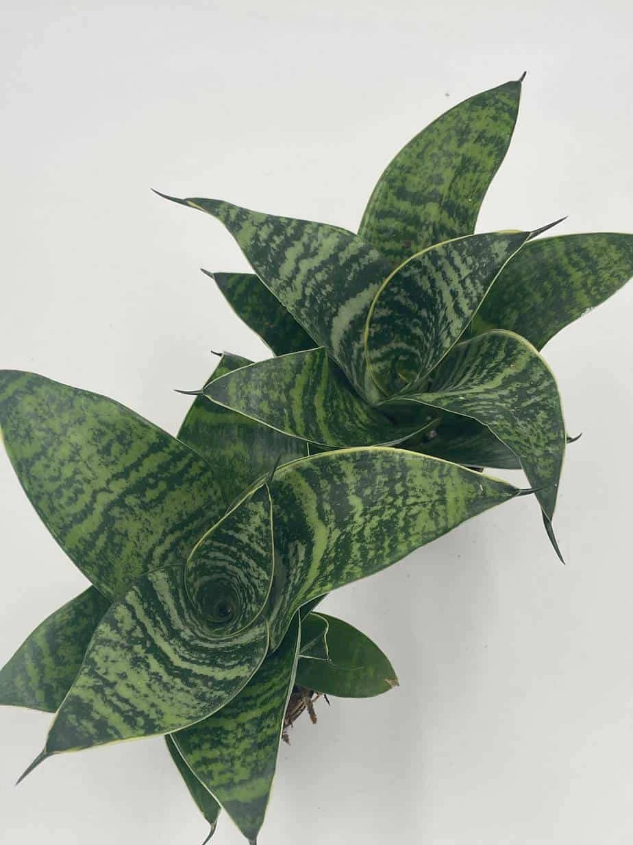 Bird's Nest Snake Plant, Green Striped Variegated Snakeplant, Sansevieria Trifasciata Prain, Black Robusta, Rosette Shaped Well Rooted 11 Bird's Nest Snake Plant, Green Striped Variegated Snakeplant, Sansevieria Trifasciata Prain, Black Robusta, Rosette Shaped Well Rooted - Image 9