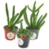 Huernia Stapelia Combo Bundle Variety Pack, Starfish Lifesaver Cactus, Red Dragon, & Black Bells Flower Schneideriana, Zebrina, Leendertziae -Cheap Plantly Store il fullxfull.3419642815 bijl 1