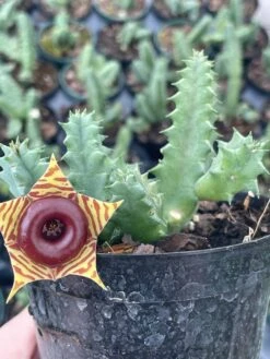Huernia Stapelia Combo Bundle Variety Pack, Starfish Lifesaver Cactus, Red Dragon, & Black Bells Flower Schneideriana, Zebrina, Leendertziae -Cheap Plantly Store il fullxfull.3419645199 ma6s 1