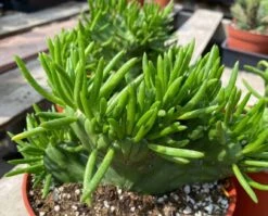 Mature Cactus Plant Eve's Needle Crest. Crested Form With Undulating Green Fans. Green And Yellow "soft" Needles. -Cheap Plantly Store il fullxfull.3426500057 f6jk