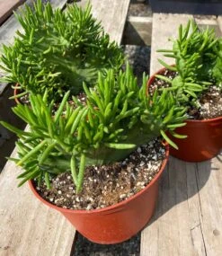 Mature Cactus Plant Eve's Needle Crest. Crested Form With Undulating Green Fans. Green And Yellow "soft" Needles. -Cheap Plantly Store il fullxfull.3426500273 5nxf