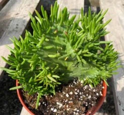 Mature Cactus Plant Eve's Needle Crest. Crested Form With Undulating Green Fans. Green And Yellow "soft" Needles. -Cheap Plantly Store il fullxfull.3426500275 tunx