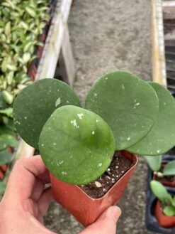 Hoya Obovata Splash Variegated, Speckled With Freckles, Sweetheart Heart-leaf Hoya -Cheap Plantly Store il fullxfull.3435913613 oixw