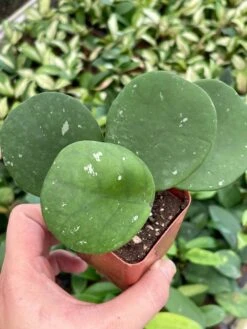 Hoya Obovata Splash Variegated, Speckled With Freckles, Sweetheart Heart-leaf Hoya -Cheap Plantly Store il fullxfull.3435913637 1942