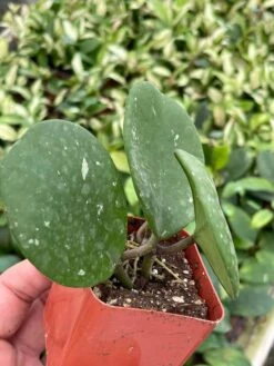 Hoya Obovata Splash Variegated, Speckled With Freckles, Sweetheart Heart-leaf Hoya -Cheap Plantly Store il fullxfull.3435913703 2xnk