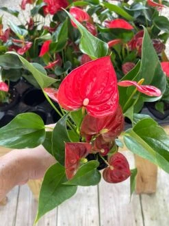 Anthurium Red, Flamingo Lily, Andraeanum Linden Ex André Painter's Palette In 4 Inch Pot, Very Full Healthy -Cheap Plantly Store il fullxfull.3435964219 cjcn