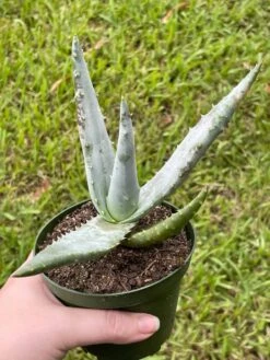 Aloe Ferox 'Cape' Bitter Aloe, Very Filled In 4 Inch Pot -Cheap Plantly Store il fullxfull.3447372285 8dk3