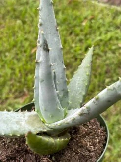 Aloe Ferox 'Cape' Bitter Aloe, Very Filled In 4 Inch Pot -Cheap Plantly Store il fullxfull.3447372335 5cn7