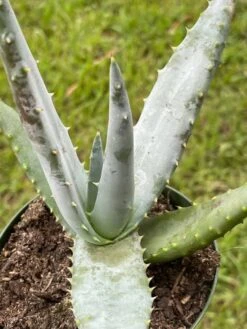 Aloe Ferox 'Cape' Bitter Aloe, Very Filled In 4 Inch Pot