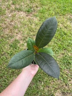 Ficus Elastica, Rubberplant, India Rubber Plant, India Rubber Tree, India Rubber Fig,in A 4 Inch Pot, Very Filled Healthy -Cheap Plantly Store il fullxfull.3447499091 k5pf