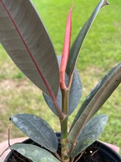 Ficus Elastica, Rubberplant, India Rubber Plant, India Rubber Tree, India Rubber Fig,in A 4 Inch Pot, Very Filled Healthy -Cheap Plantly Store il fullxfull.3447580107 oc3v