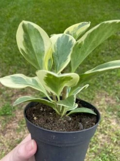 Variegated Peperomia Obtusifolia, Marble Rubber Spoonleaf Plant, Magnoliifolia Rubberplant, Very Filled In A 4 Inch Pot, Very Filled -Cheap Plantly Store il fullxfull.3447599933 fab2